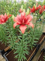 [4009 Cocktail Twins No01.JPG]